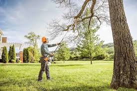 Best Palm Tree Trimming  in Keshena, WI