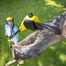 Reliable Keshena, WI Tree Services Solutions