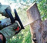Best Root Management and Removal  in Keshena, WI
