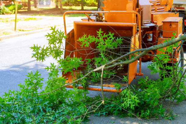 Best Tree Health Inspection  in Keshena, WI