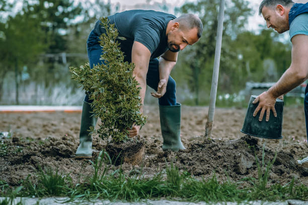 Best Tree Disease Treatment  in Keshena, WI