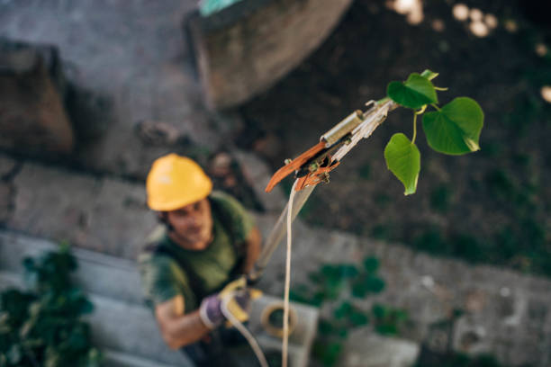 Best Arborist Consultation Services  in Keshena, WI