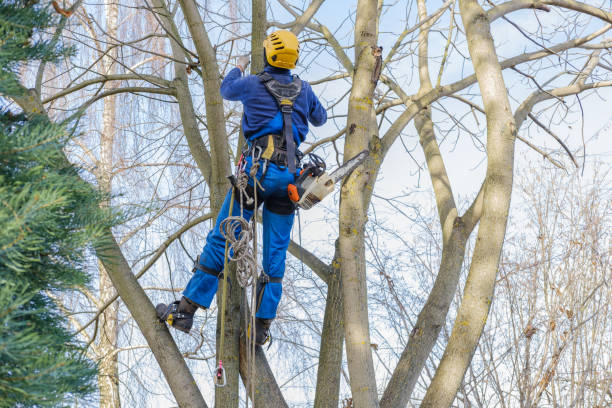 Best Utility Line Clearance  in Keshena, WI