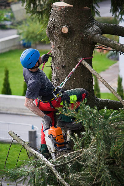 Best Tree Removal  in Keshena, WI