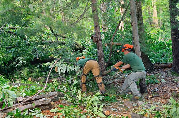 Best Lot and Land Clearing  in Keshena, WI