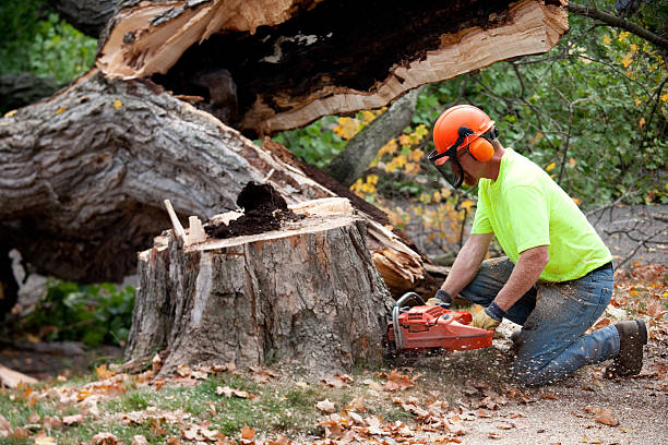 How Our Tree Care Process Works  in  Keshena, WI