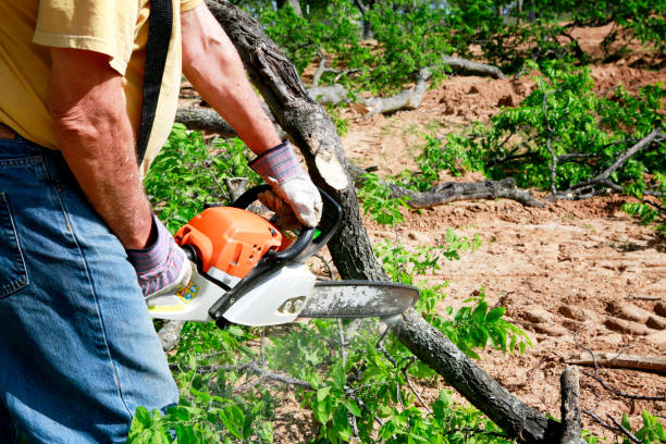  Keshena, WI Tree Services Pros