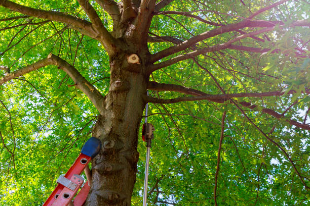 Best Tree Preservation Services  in Keshena, WI